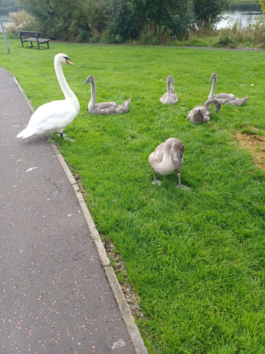 A swan and cygnets beside the path during the NLMWA Sunday wellbeing walk at Blairhill Park, Coatbridge